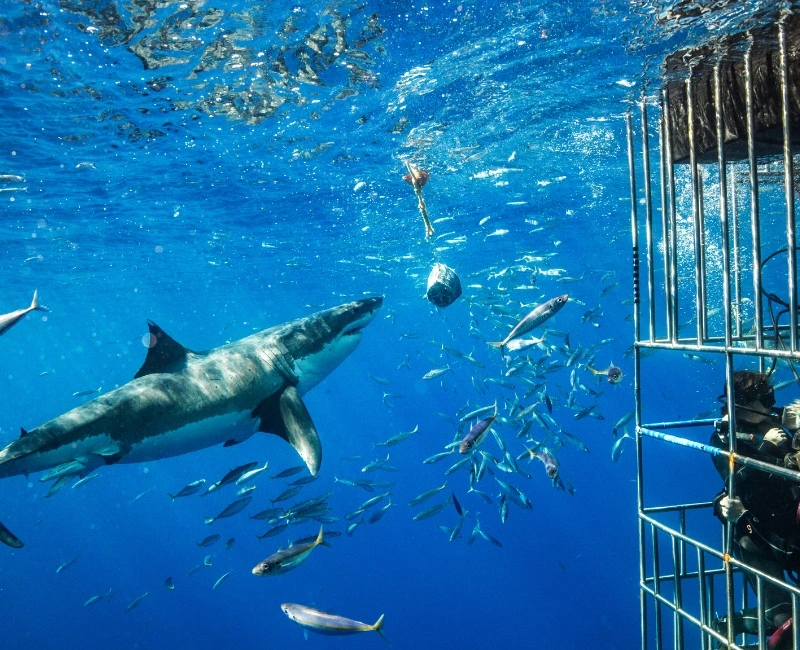 Adventure Sports: Shark Cage Diving & Paragliding