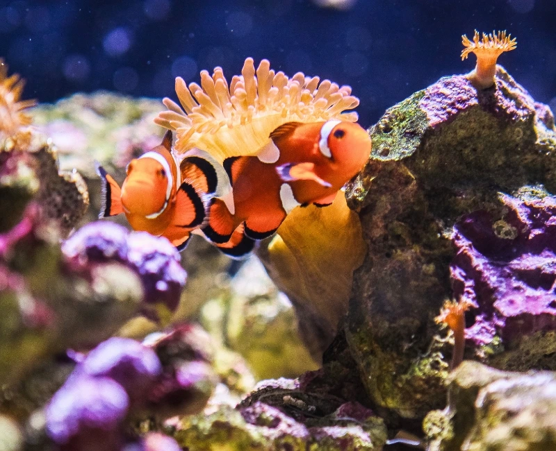 Beaches and Coastal Activities