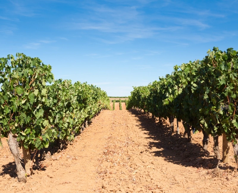 Wine Tours in Ribera del Duero