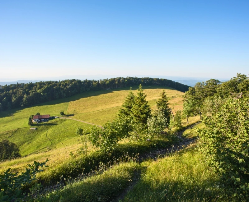 Day Trips to Jura & Black Forest