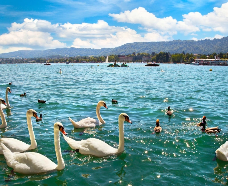 Lake Zurich and Waterside Pursuits