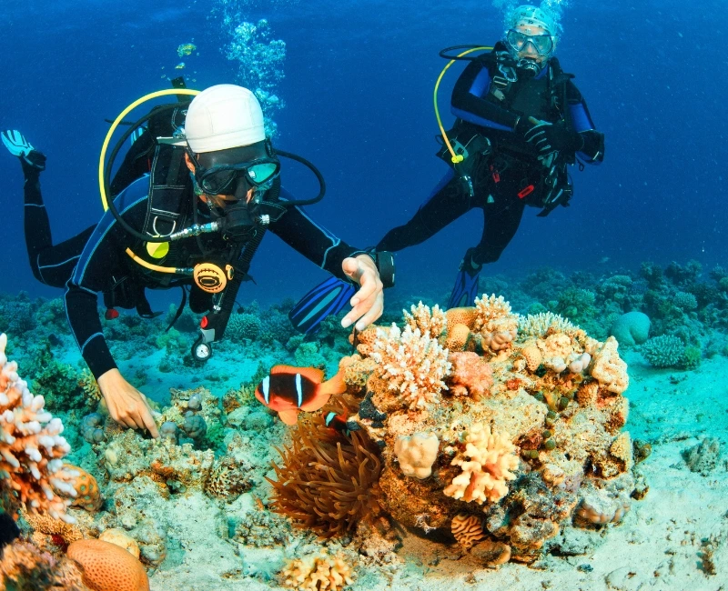 Similan Islands Snorkeling & Diving