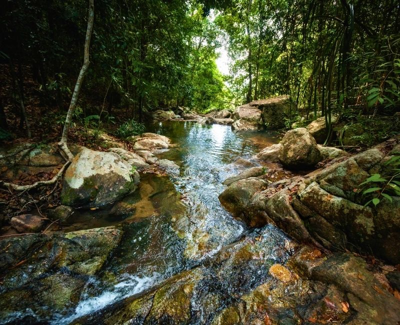 Jungle Trek & Waterfall Exploration