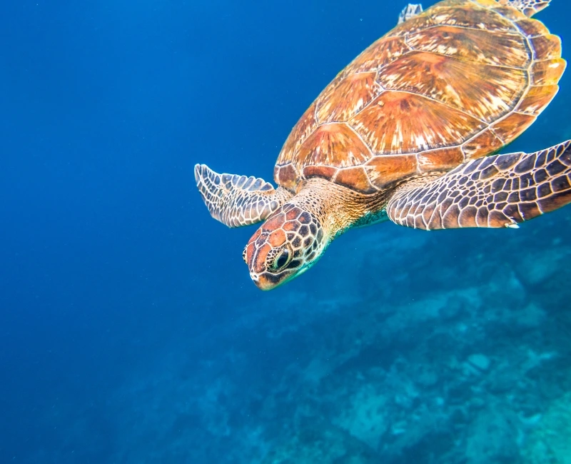 Watersports and Marine Exploration