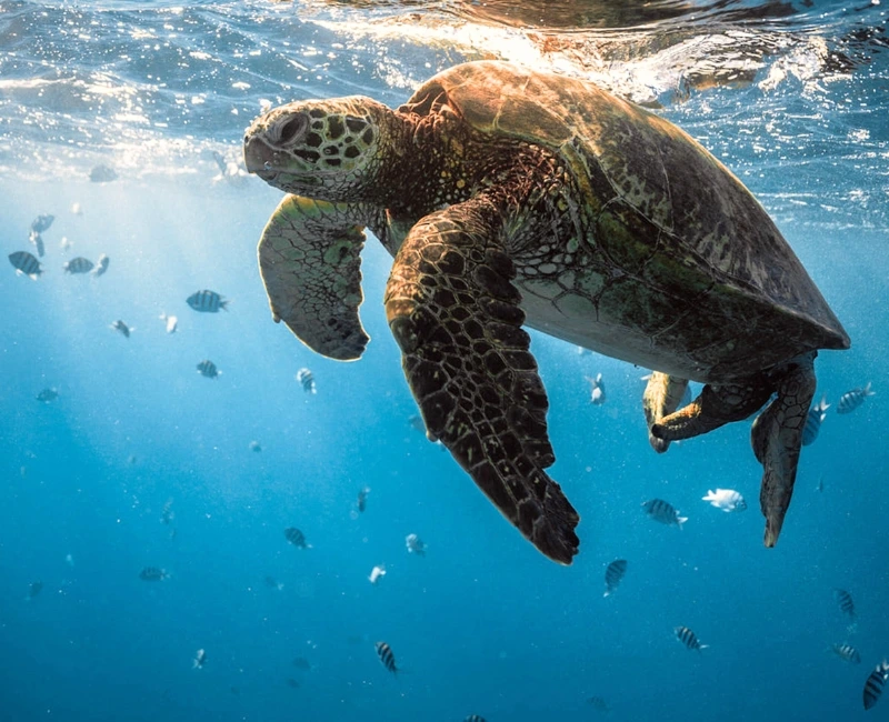 Underwater Adventures