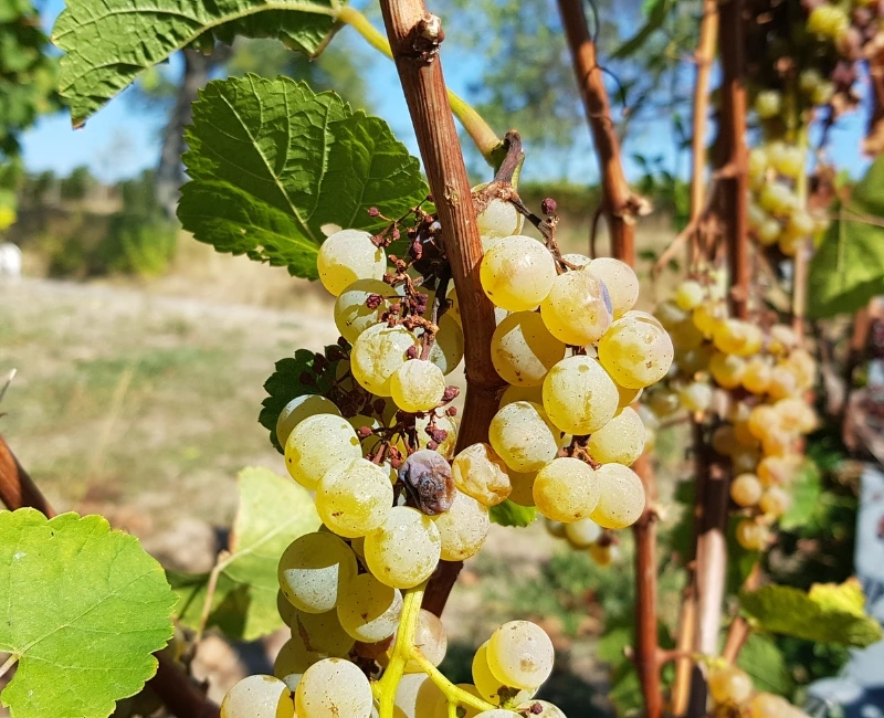 Wine Regions & Culinary Trails