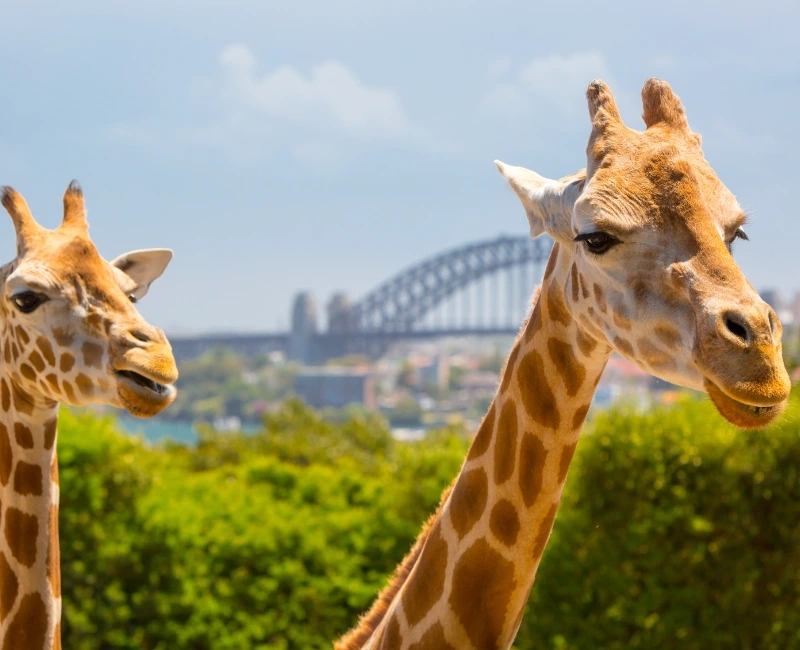 Taronga Zoo and Wildlife Encounters