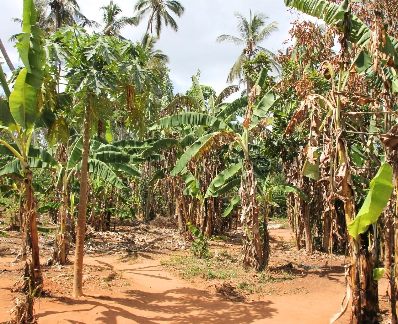 Spice Plantation & Village Life