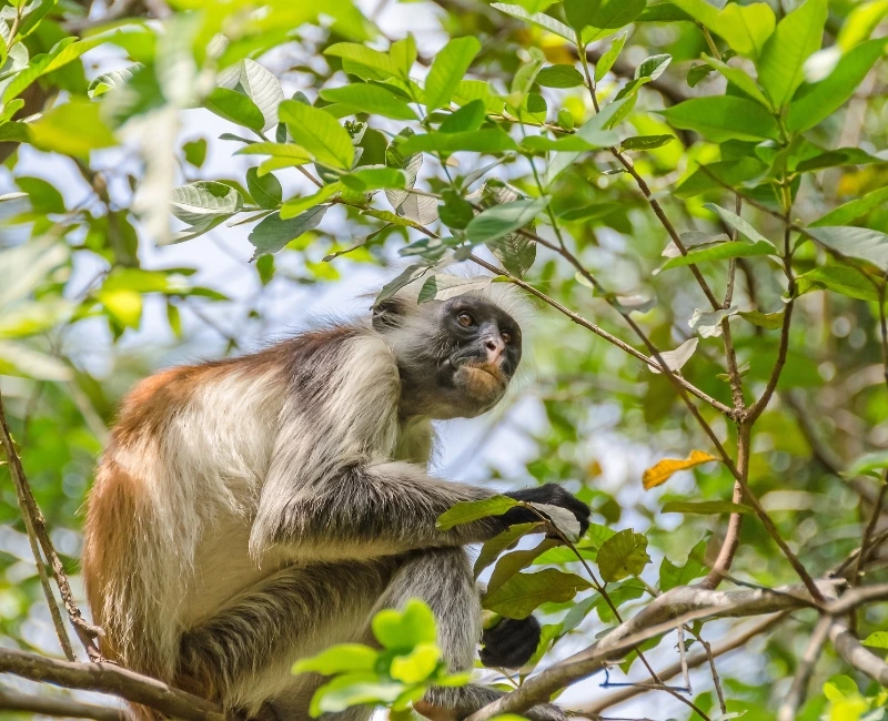 Jozani Forest & Wildlife Encounters