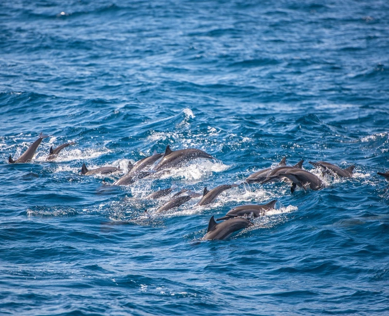 Dolphin Tours & Marine Conservation
