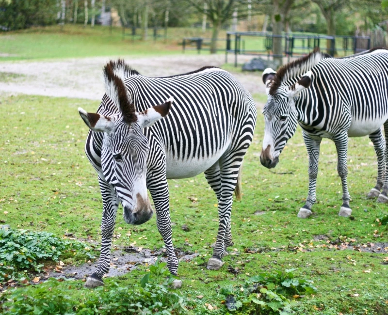 Family Adventures: Zoo, River Cruises, and Interactive Experiences