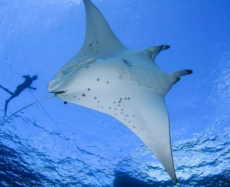 Snorkeling and Diving Highlights