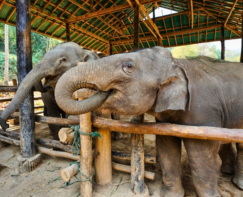 Wildlife Encounters and Eco Tours