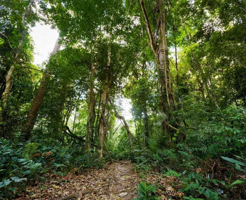Emerald Pool & Jungle Trek