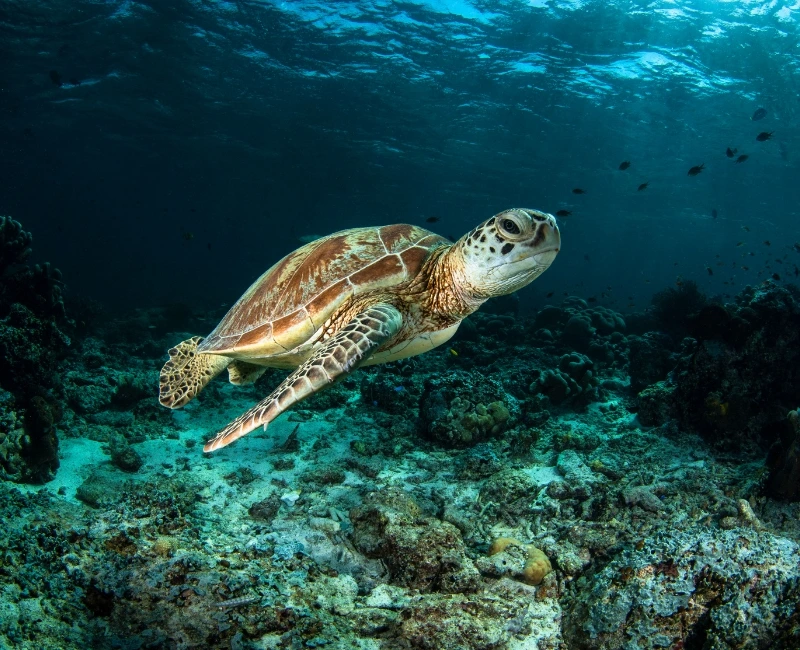 Sea Turtle Conservation & Nesting Tours