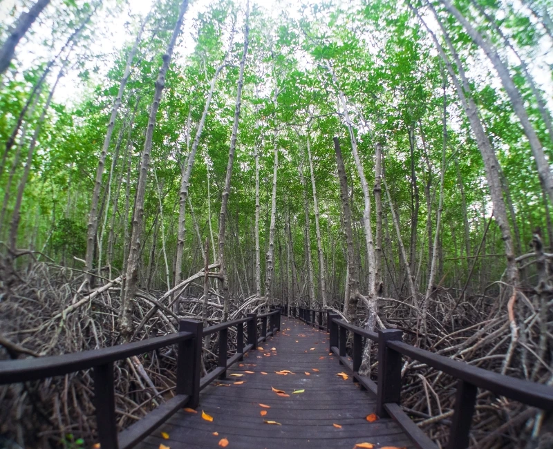 Mangrove Walks & Birdwatching