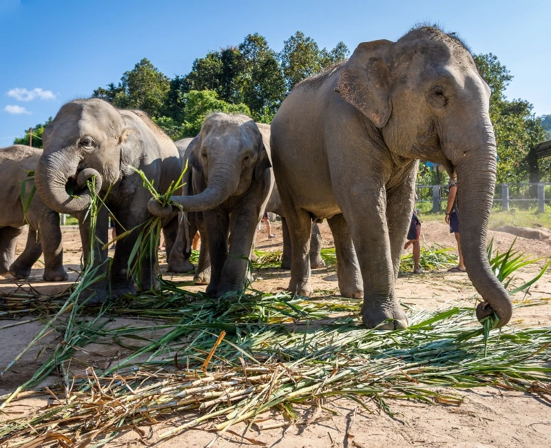 Family-Friendly Activities & Practical Tips