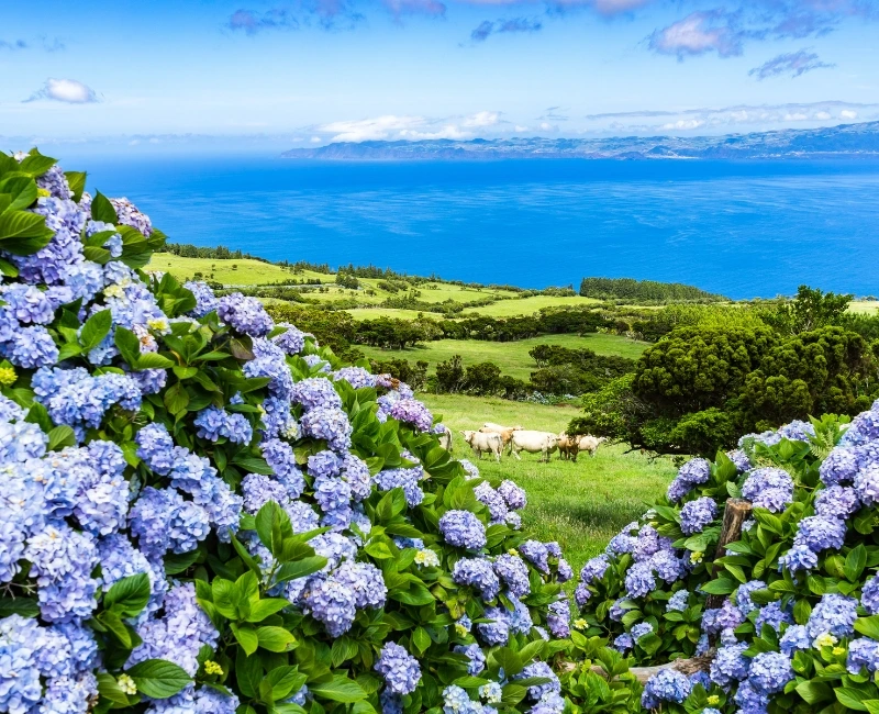 Visiting Wine and Tea Plantations