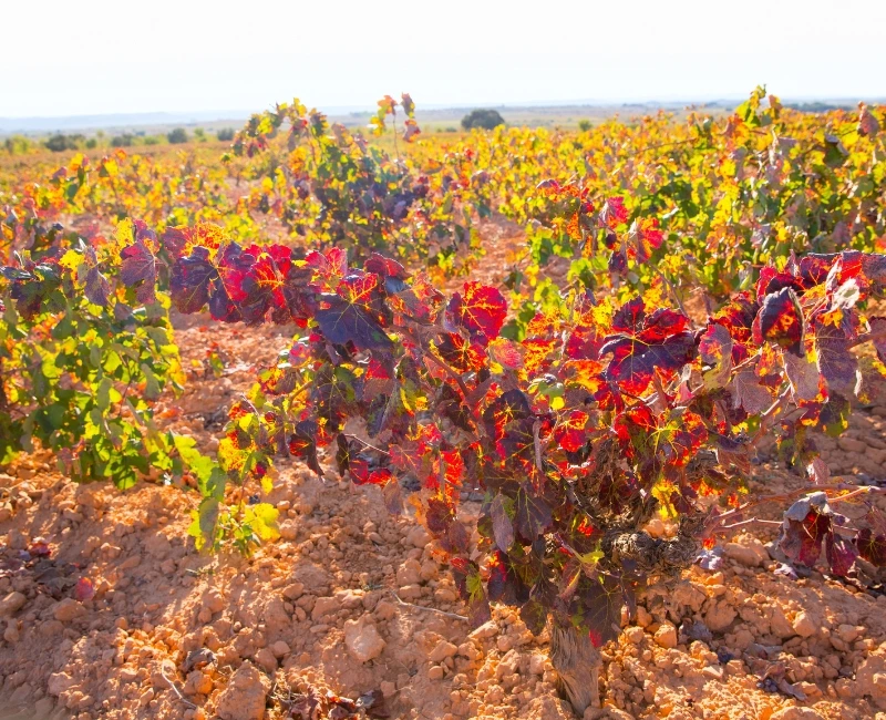 Day Trips from Valencia